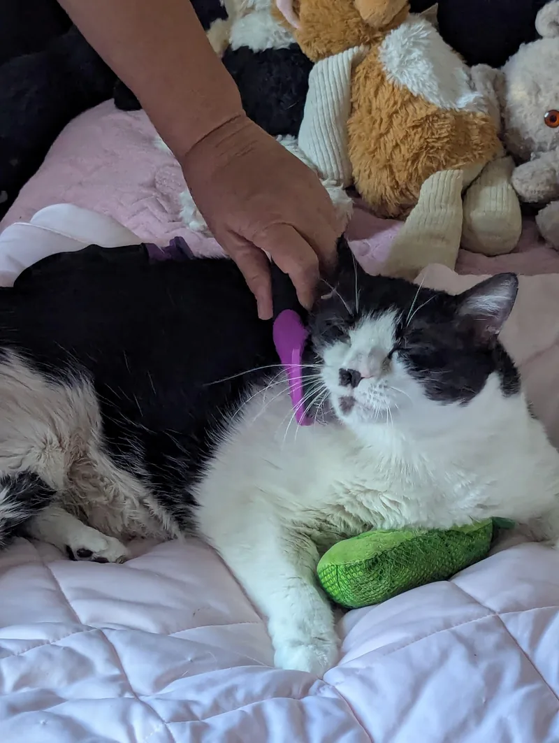 Bella Rosa   thumbnail 3