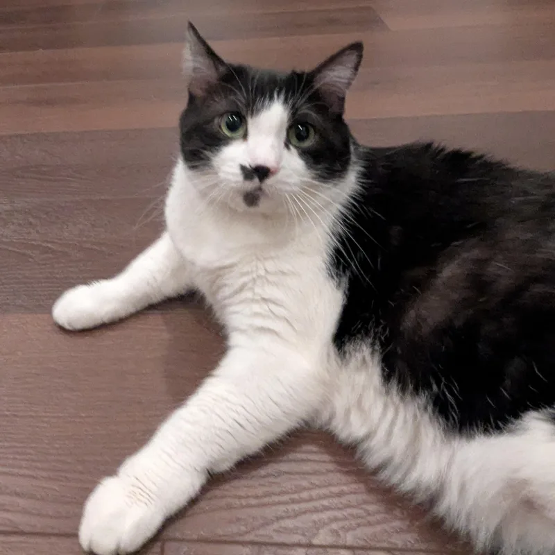 Bella Rosa   thumbnail 4