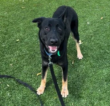 An adult large-sized male German Shepherd Dog dog named Rocky for adoption in Van Nuys, CA