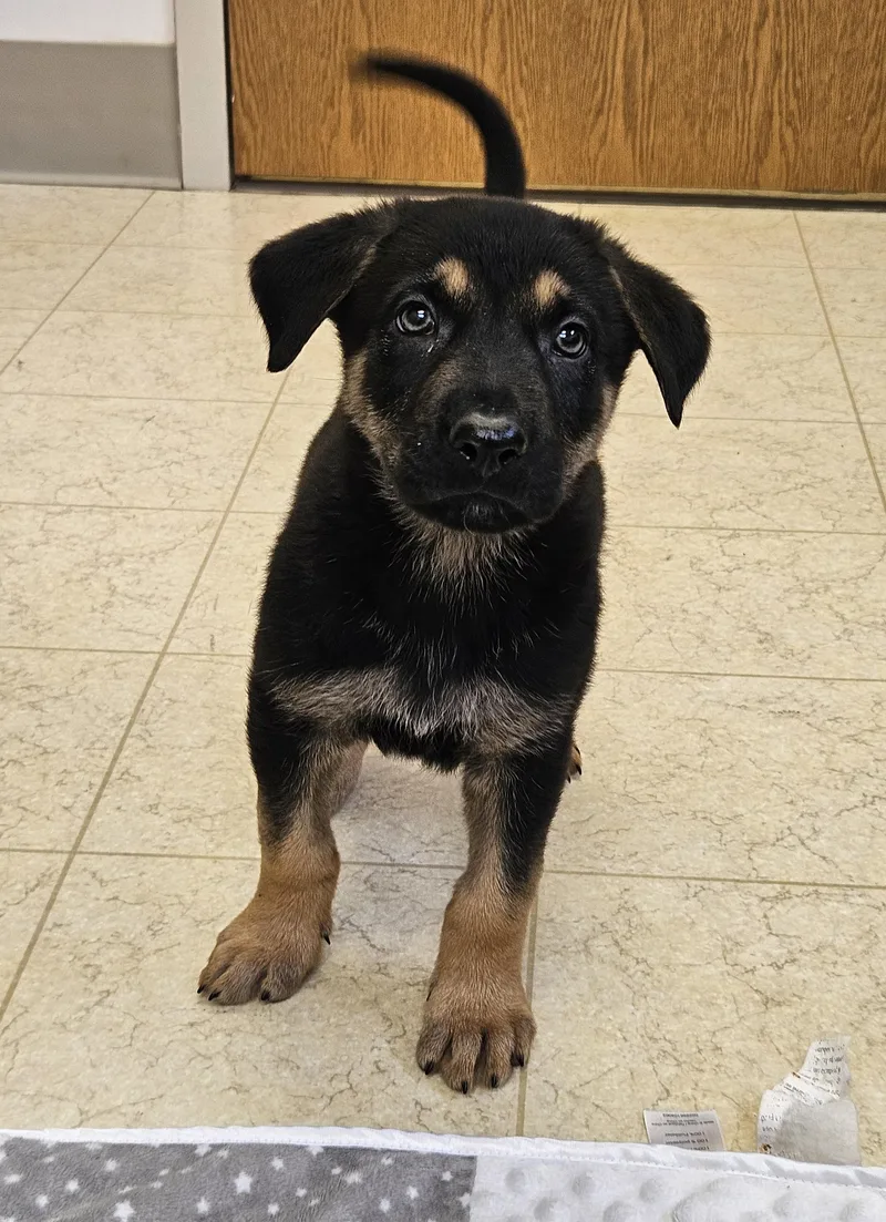 A baby large-sized male Sable German Shepherd Dog dog named Stitch for adoption in Bluffton, IN