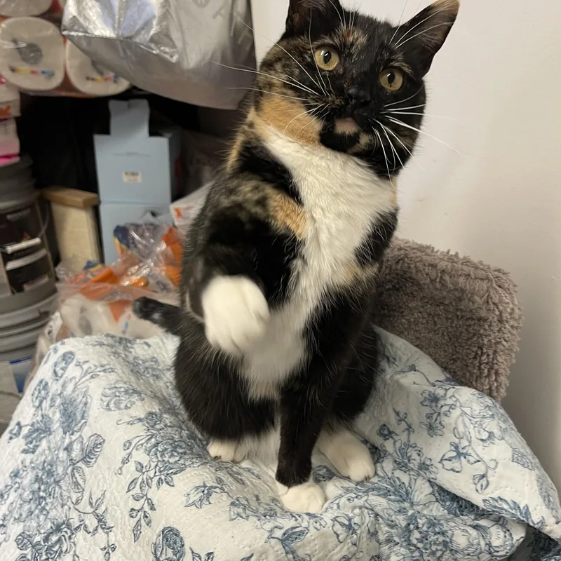 Maddie Mae thumbnail 3