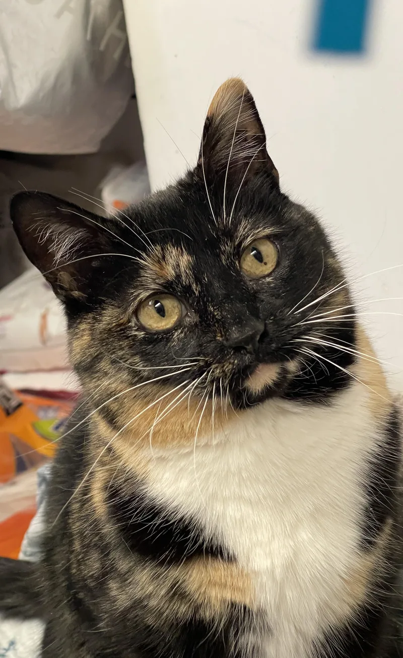 Maddie Mae thumbnail 6