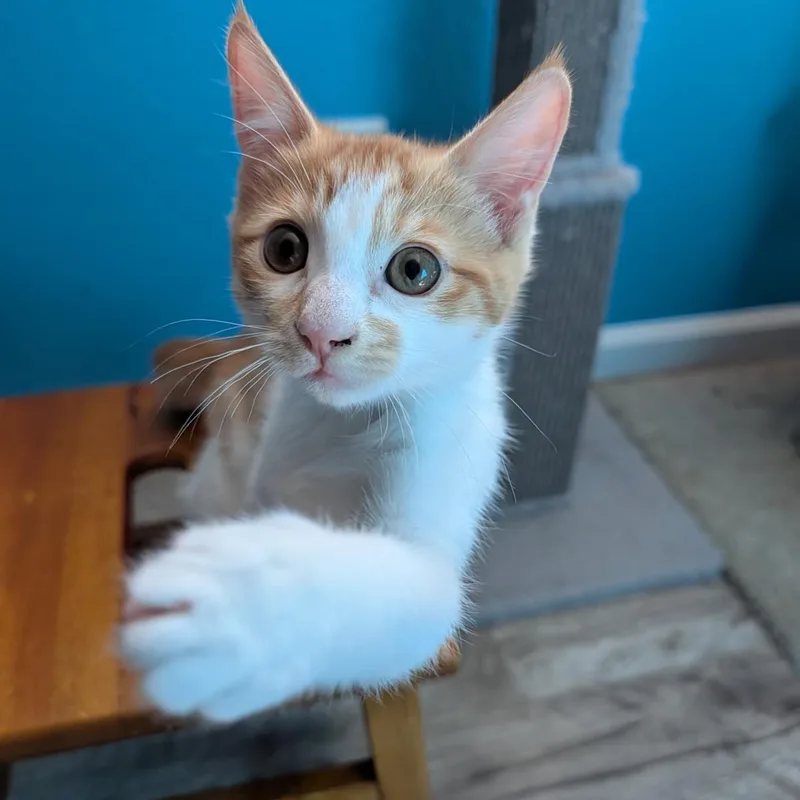 A baby medium-sized male Domestic Short Hair cat named Blanket for adoption in Lincoln, CA