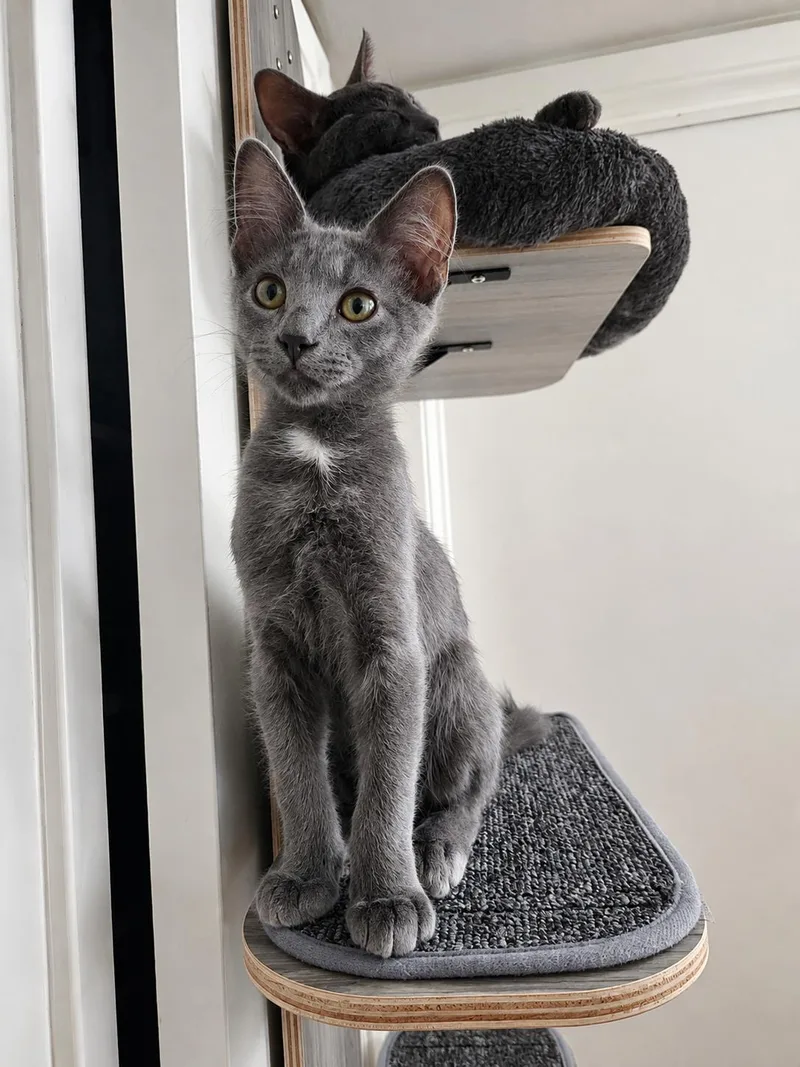 A baby medium-sized male Gray / Blue / Silver Russian Blue cat named Bobby Blue for adoption in Fresno, CA