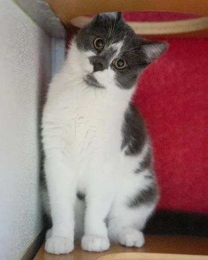 An adult small-sized male Domestic Short Hair cat named Oshi for adoption in Pequot Lakes, MN
