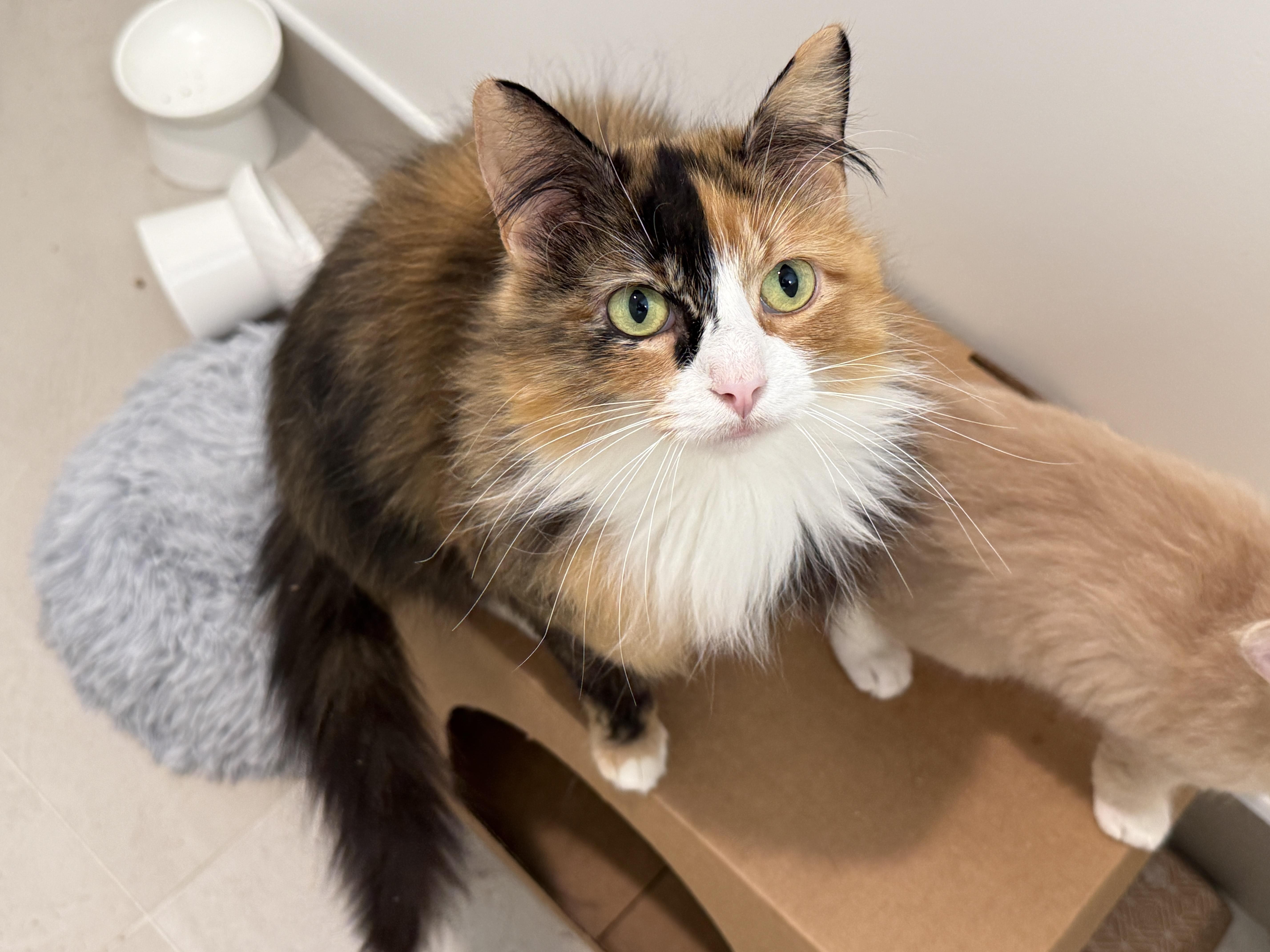 A young medium-sized female Calico cat named Lois for adoption in Evanston, IL