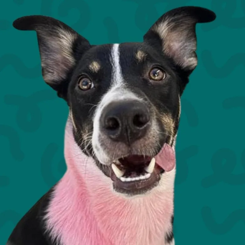 A young medium-sized male Black Mixed Breed dog named Mykie for adoption in Reno, NV
