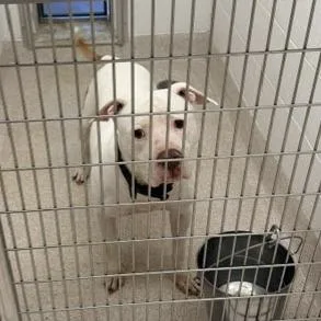 A senior large-sized male Pit Bull Terrier dog named King for adoption in Horn Lake, MS