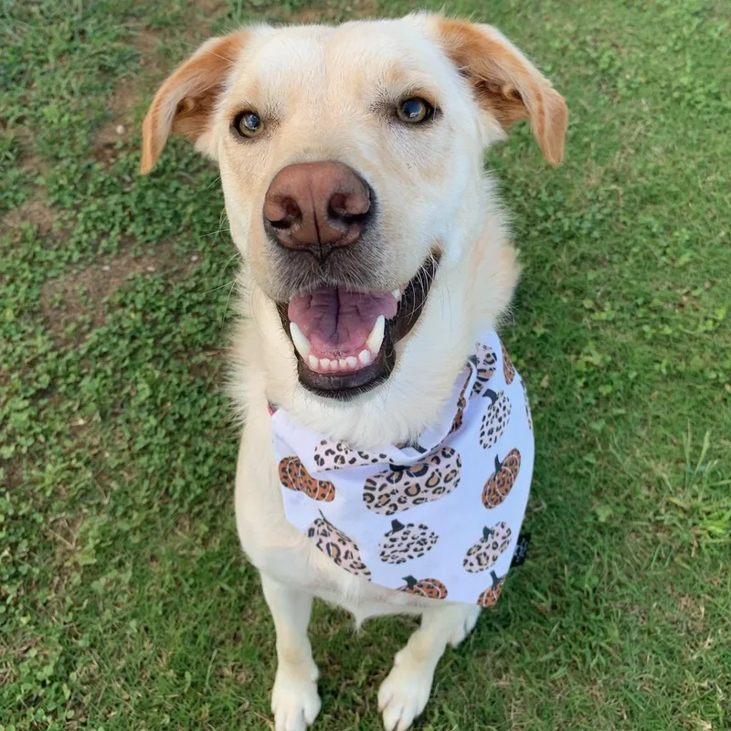 Aspen thumbnail 2