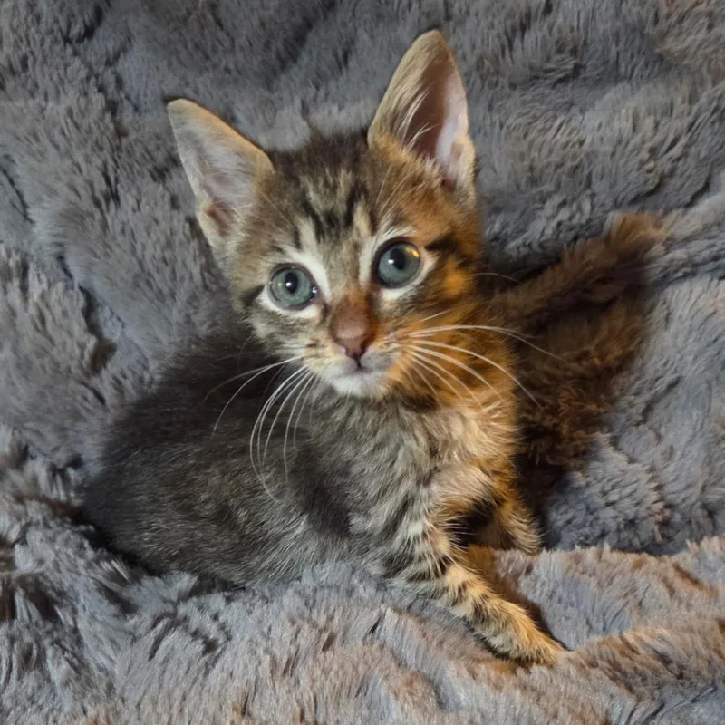 A baby small-sized male Gray / Blue / Silver Domestic Short Hair cat named Simon for adoption in Houston, TX