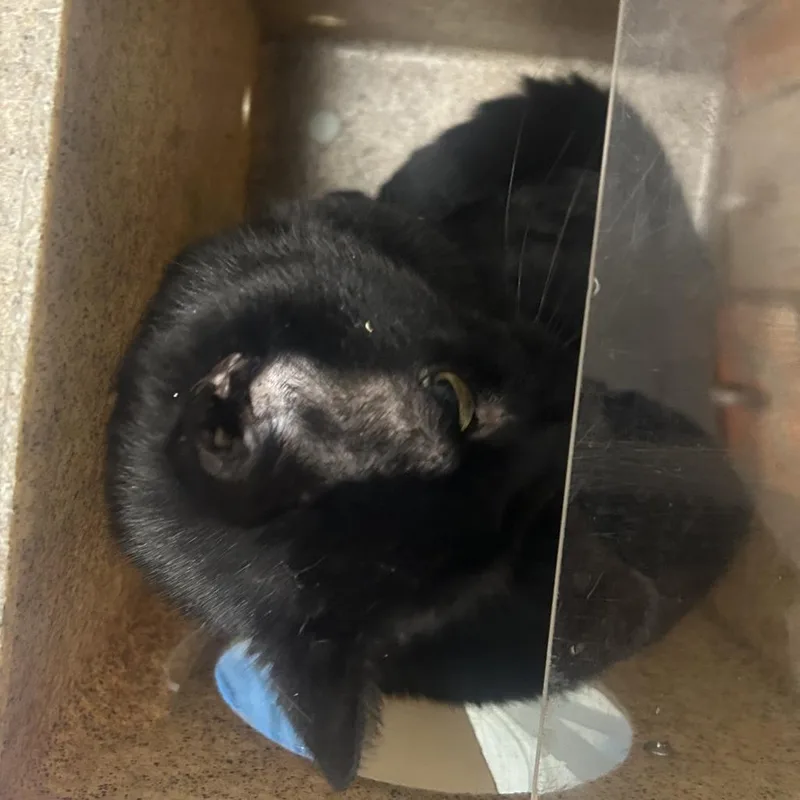 An adult small-sized male Black Domestic Short Hair cat named Shadow for adoption in Philadelphia, PA