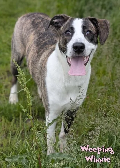 An adult medium-sized female Mountain Cur dog named Weeping Winnie for adoption in Mason, MI