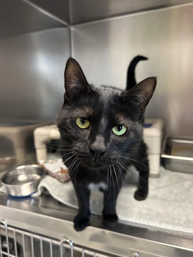 An adult medium-sized female Black Domestic Short Hair cat named Iris for adoption in Lancaster, PA