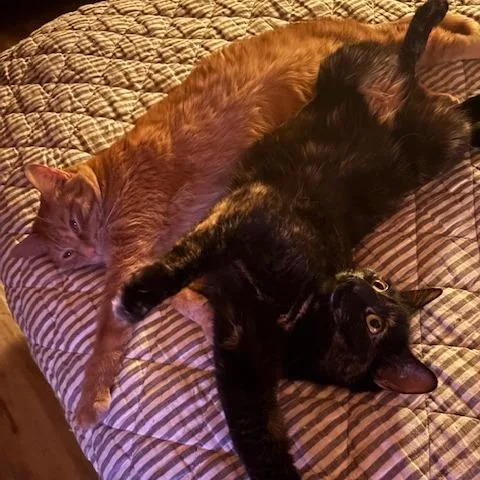 An adult medium-sized female Tortoiseshell Domestic Short Hair cat named Suzi for adoption in Inver Grove Heights, MN