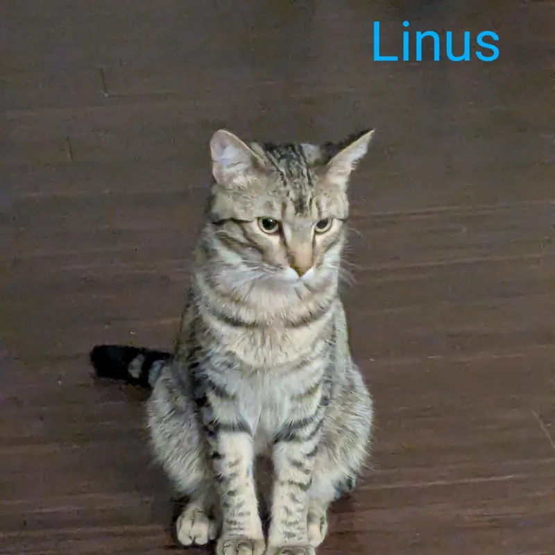 Linus & Lyssa  thumbnail 2