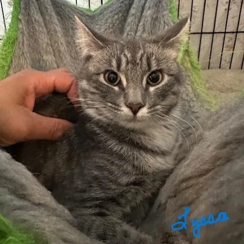 Linus & Lyssa  thumbnail 3