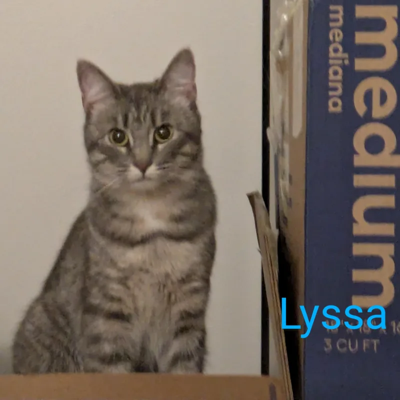 Linus & Lyssa  thumbnail 5