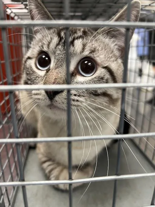 An adult medium-sized male Domestic Short Hair cat named Saturn for adoption in Las Vegas, NV