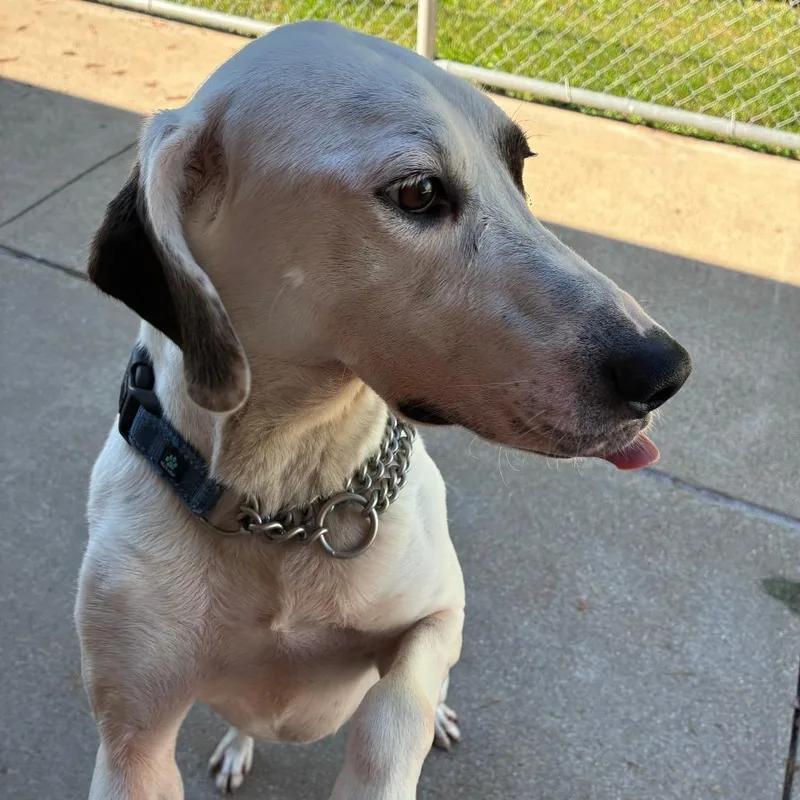 An adult medium-sized female White / Cream Catahoula Leopard Dog named Eleanor for adoption in Dixon, IL