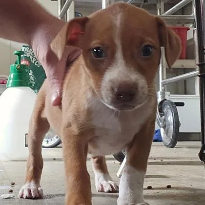 A baby small-sized female Mixed Breed dog named Celaena for adoption in West Chester, PA