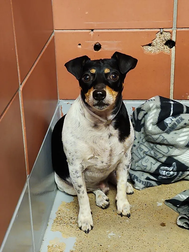 An adult small-sized male Rat Terrier dog named Charles for adoption in Houston, TX