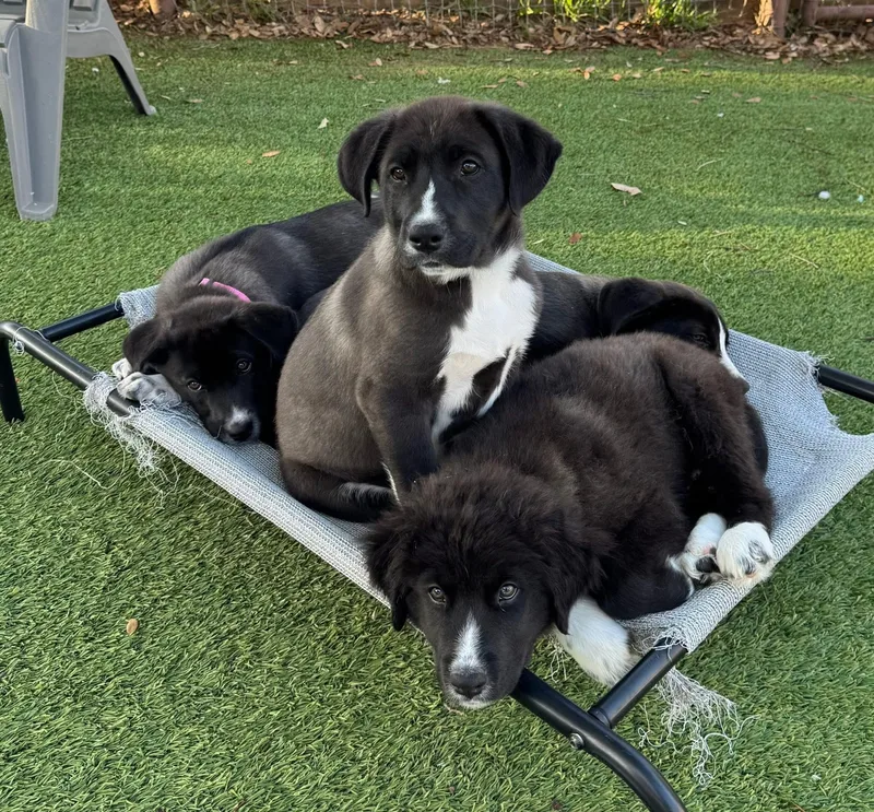A baby large-sized male Black Labrador Retriever dog named Ravioli for adoption in Keller, TX