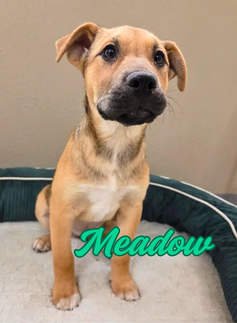 Meadow