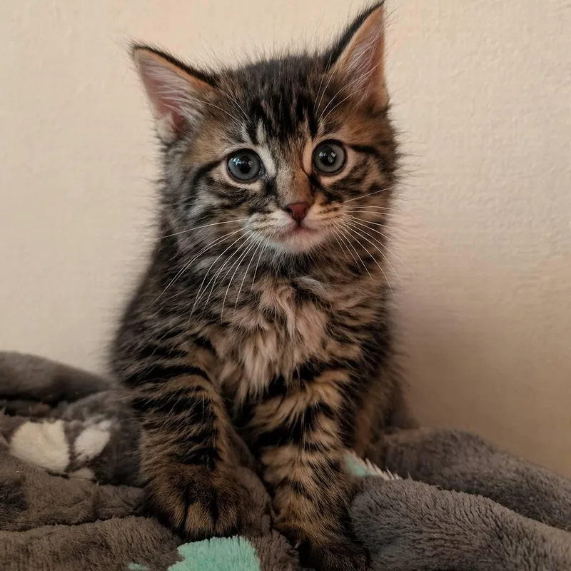 A baby small-sized male Domestic Medium Hair cat named Moose for adoption in Mabank, TX