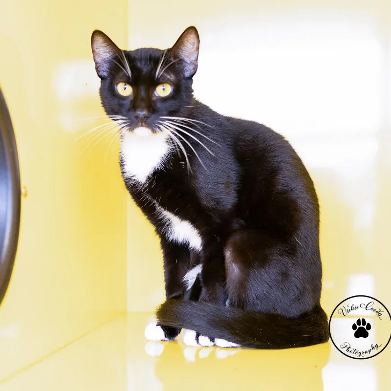 An adult medium-sized male Black Domestic Short Hair cat named Lucky for adoption in Abilene, TX