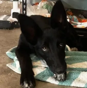 Pumpernickel