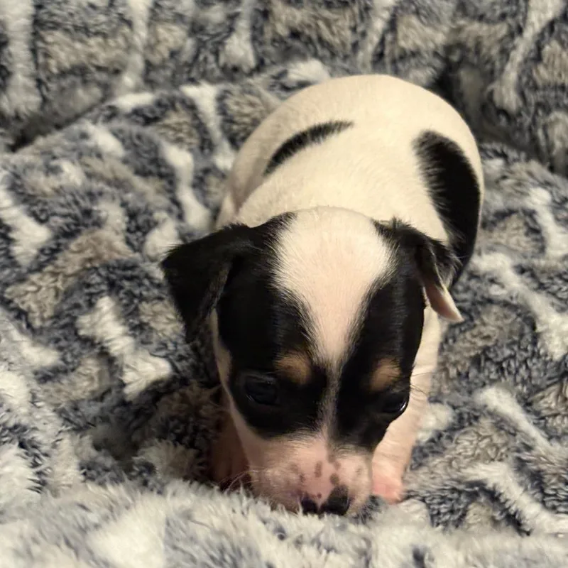 A baby small-sized female White / Cream Chihuahua dog named Milly for adoption in Alexandria, VA