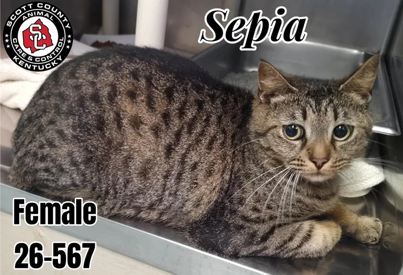 An adult small-sized female Domestic Short Hair cat named Sepia for adoption in Georgetown, KY