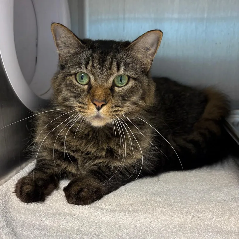 An adult medium-sized female Brown / Chocolate Domestic Short Hair cat named Peanut for adoption in Englewood, FL