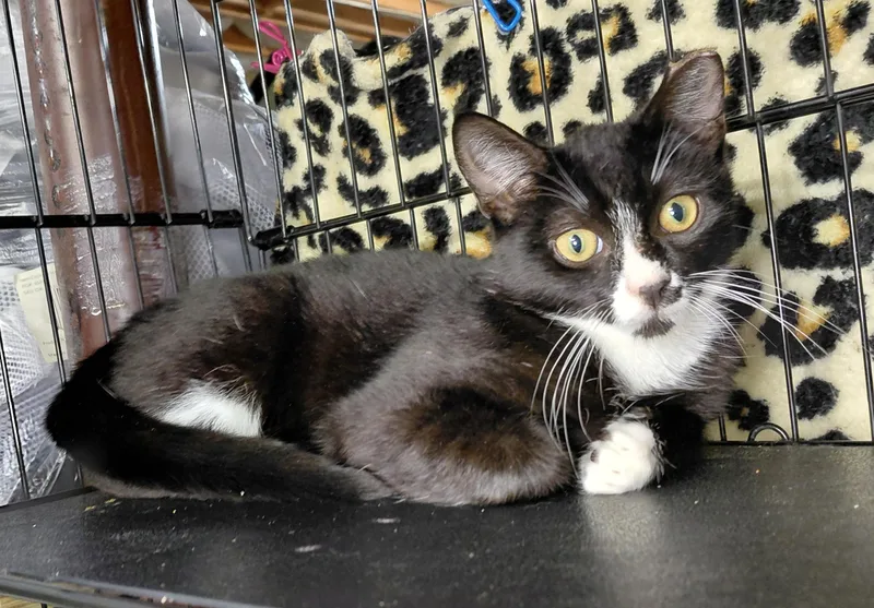 A young medium-sized male Black & White / Tuxedo Domestic Short Hair cat named Dolce for adoption in Bethpage, NY