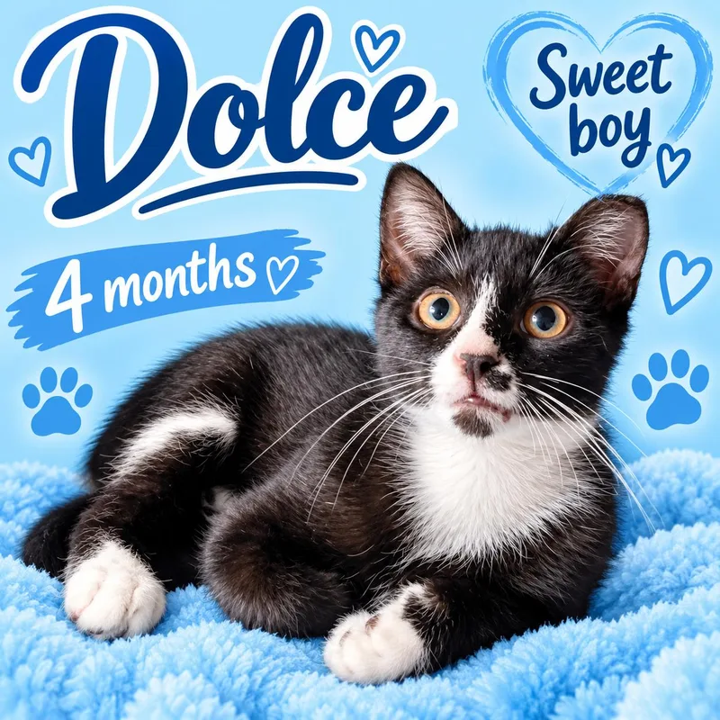 Dolce thumbnail 2