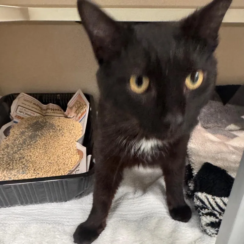 An adult large-sized male Black Domestic Short Hair cat named Raisin for adoption in Wheeling, IL