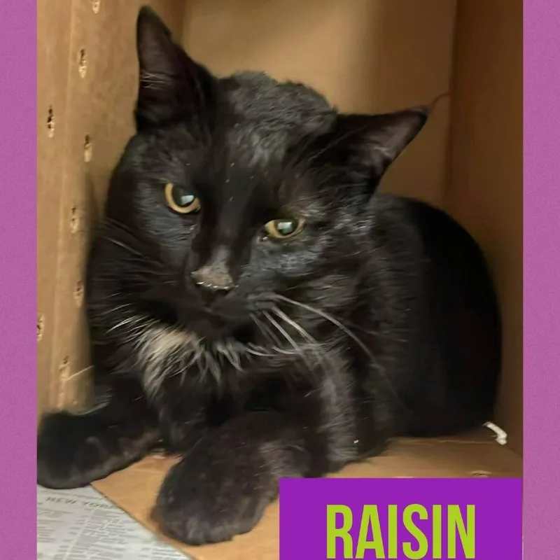 Raisin thumbnail 2
