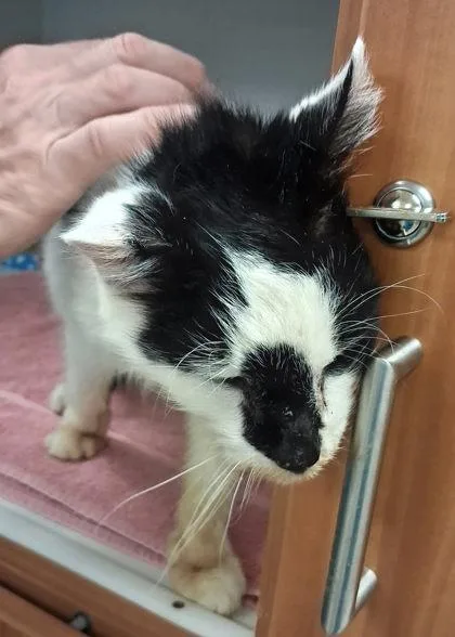 An adult medium-sized male Domestic Short Hair cat named Stanley for adoption in Fairfax, VA