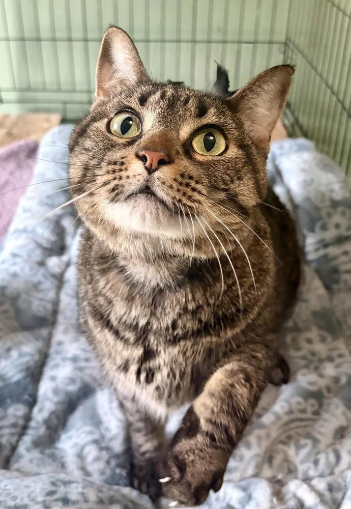 An adult large-sized female Domestic Short Hair cat named Belle for adoption in O'Fallon, MO