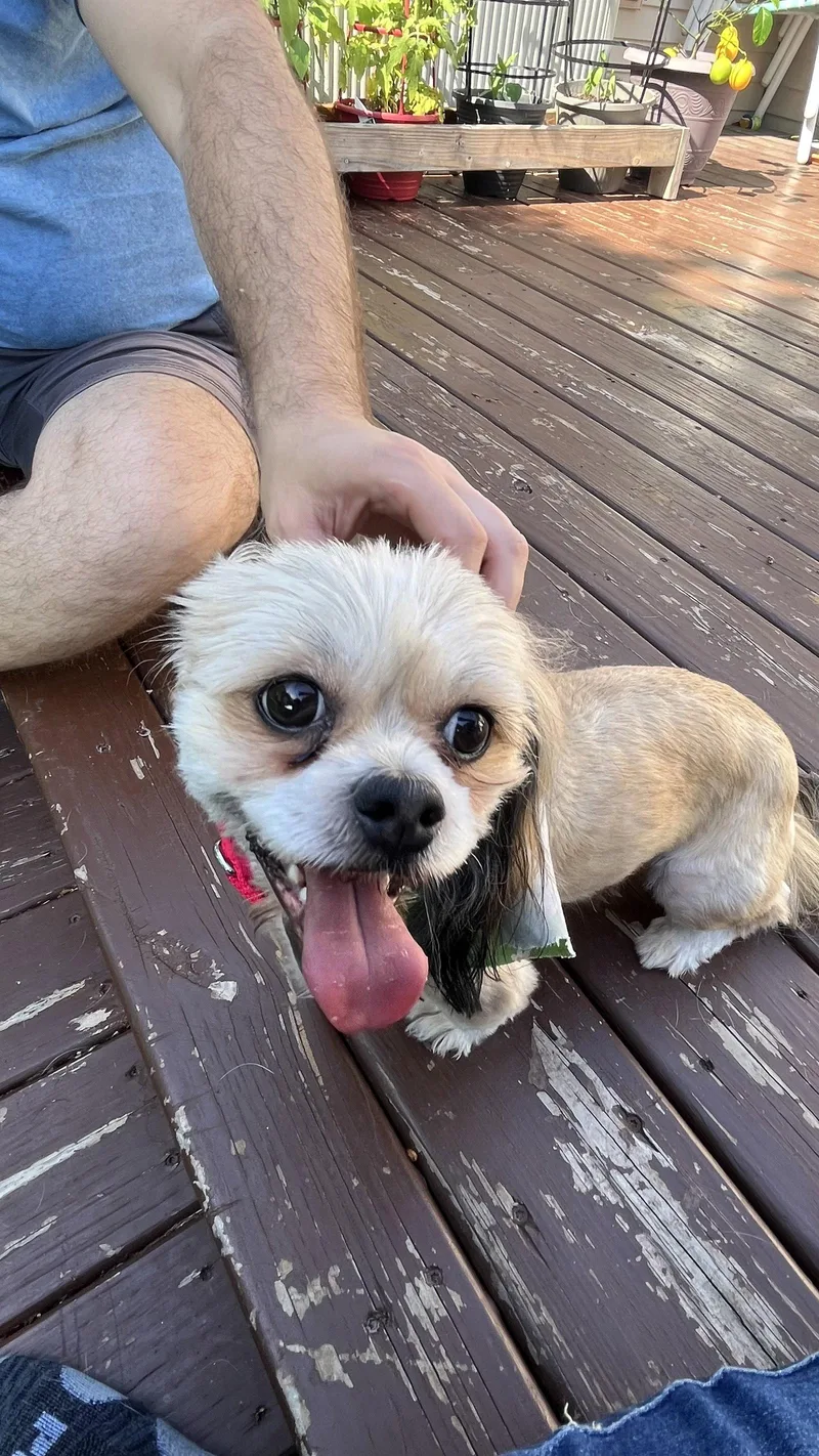 A young small-sized male Shih Tzu dog named Smokey for adoption in New London, WI