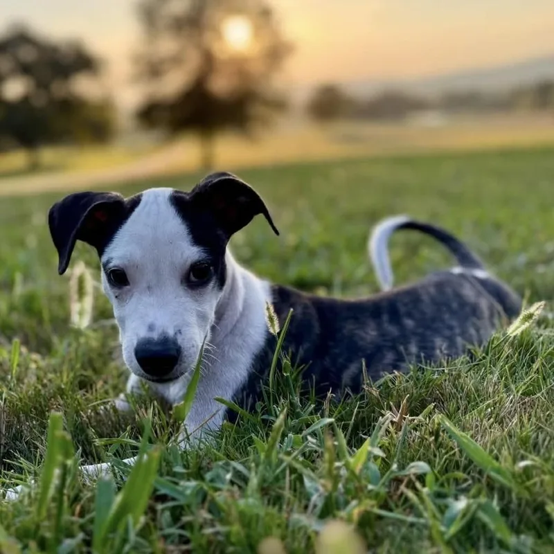 A baby medium-sized male Mixed Breed dog named Travis Kelsit for adoption in Long Island City, NY