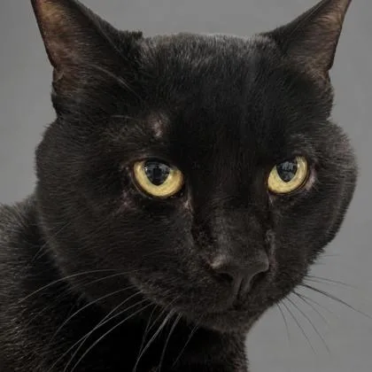 A young small-sized male Domestic Short Hair cat named Cinder for adoption in Burlington, WA