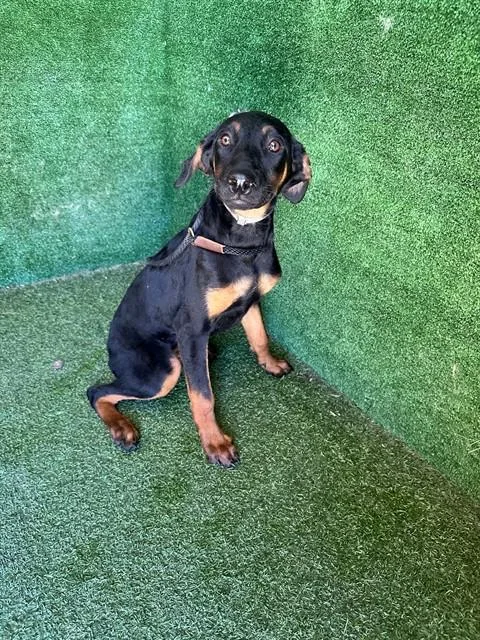 A baby small-sized female German Shepherd Dog dog named Heather for adoption in Lancaster, CA