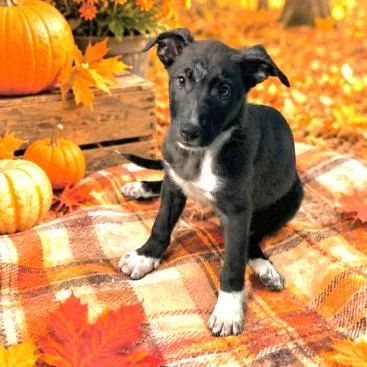 A baby small-sized female Black Labrador Retriever dog named Quirky for adoption in South Elgin, IL
