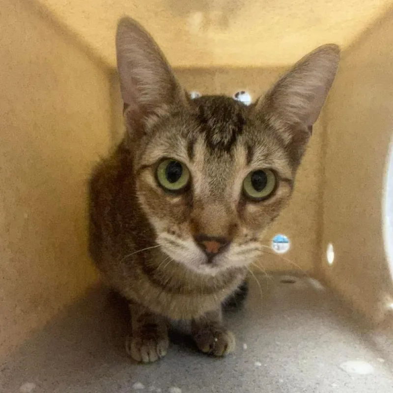 A young medium-sized female Domestic Short Hair cat named Karina for adoption in Bastrop, TX