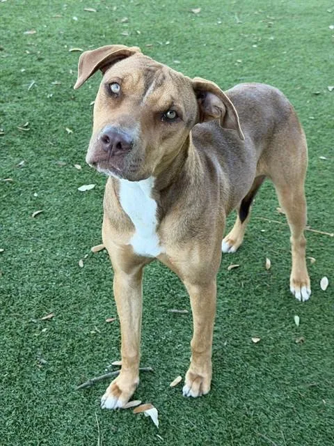 A young large-sized female Pit Bull Terrier dog named Lola for adoption in Fort Myers, FL