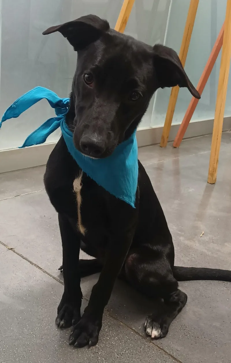 A baby medium-sized male Black Labrador Retriever dog named Fido for adoption in Orange, CA