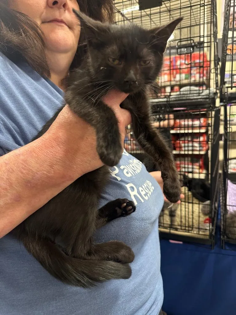 A baby large-sized female Domestic Short Hair cat named Treelo for adoption in warrenville, SC