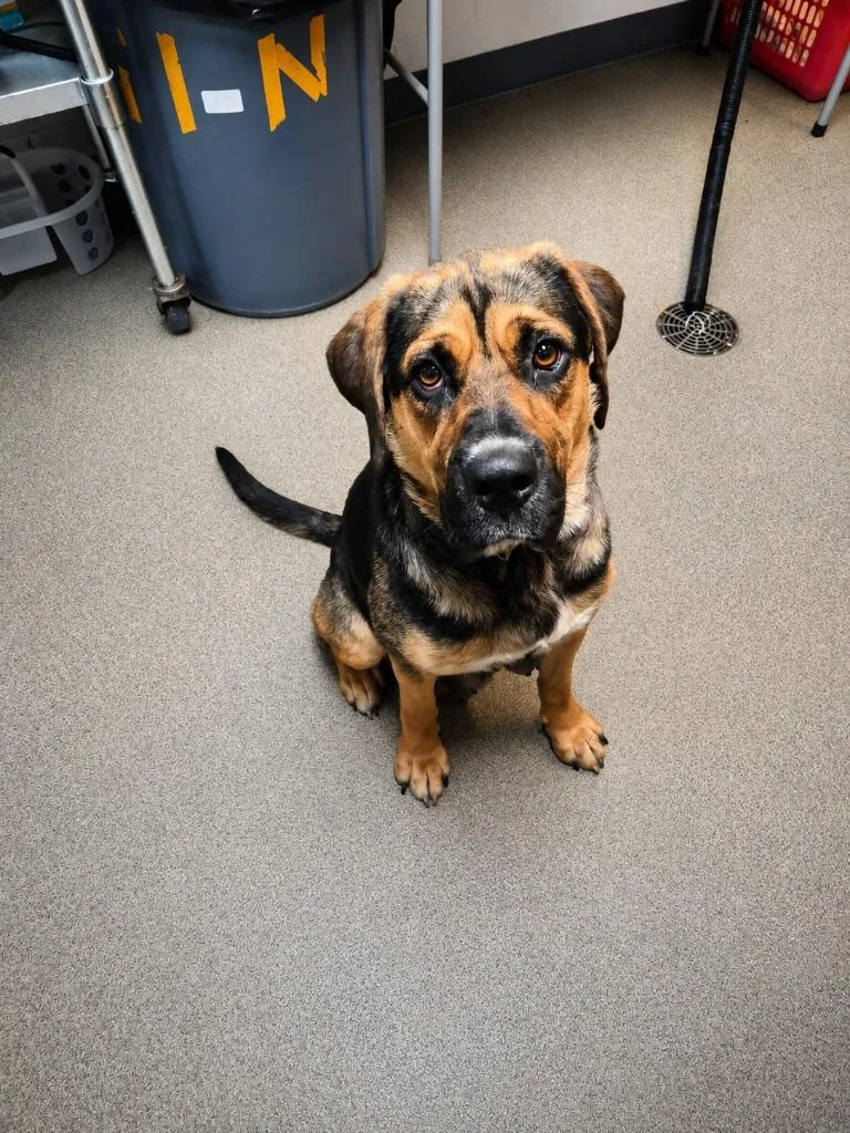 A young medium-sized female Mixed Breed dog named Water Hose Warrior for adoption in Rome, GA