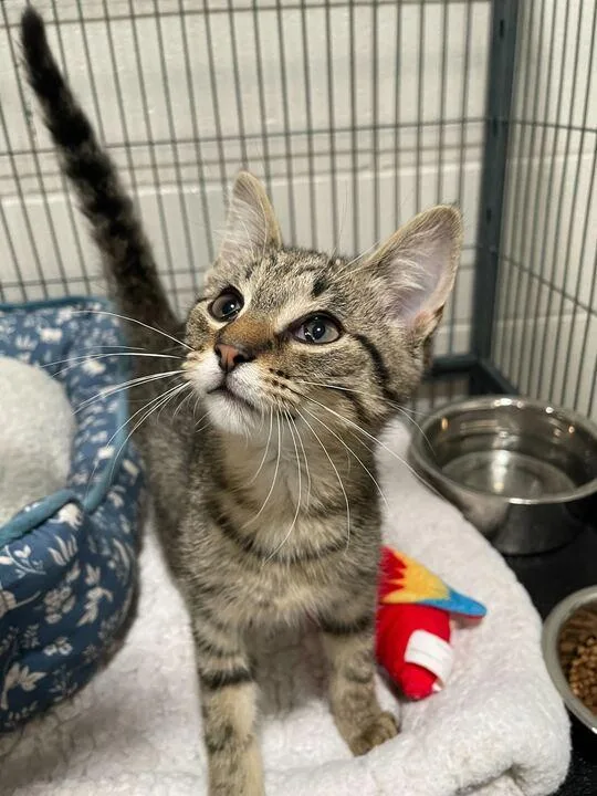 A baby small-sized male Domestic Short Hair cat named Genie for adoption in Jackson, MI